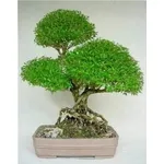 Serissa bonsai