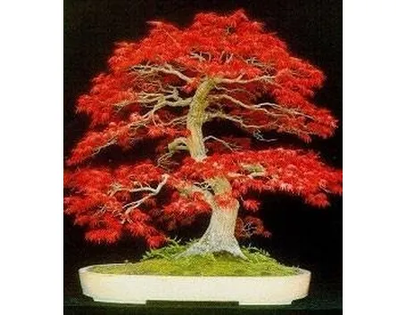 Quercia bonsai