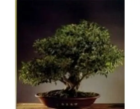 Bonsai di ficus