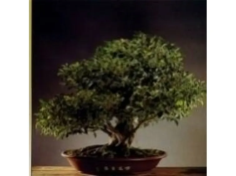 Bonsai di ficus