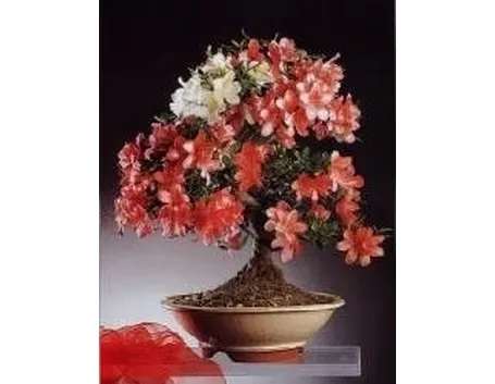 azalea