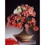 azalea