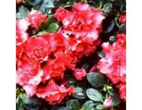 Azalea