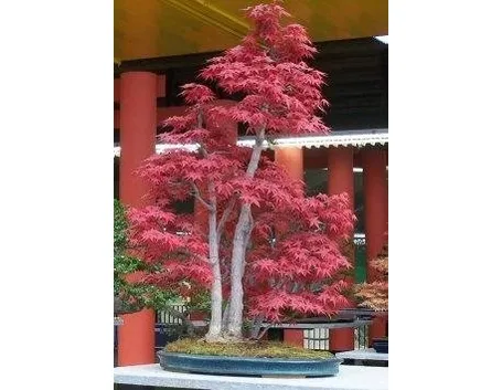 Acero bonsai