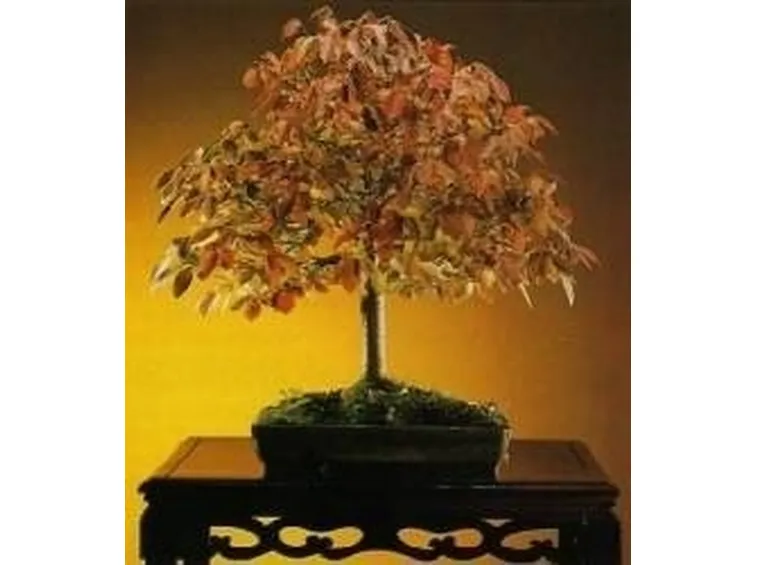 zelkova in autunno