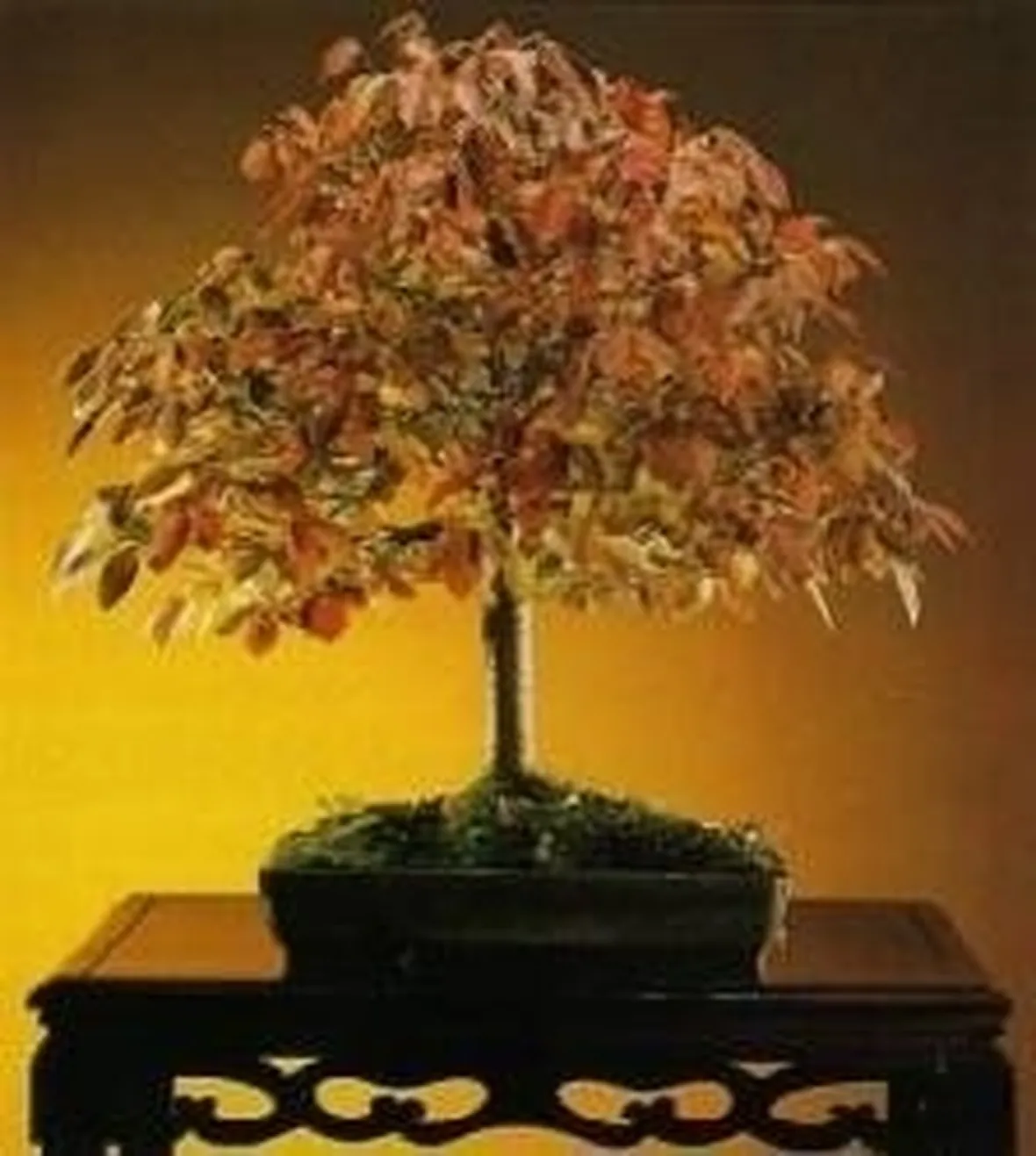 zelkova in autunno