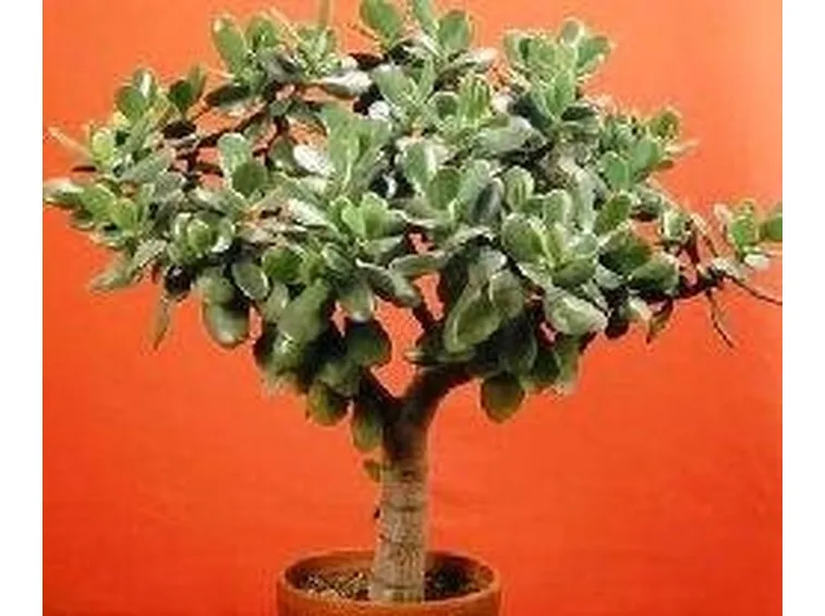 Bonsai