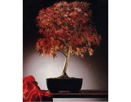bonsai di acero