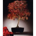 bonsai di acero