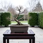 Perché un bonsai da esterno non va portato in casa col freddo