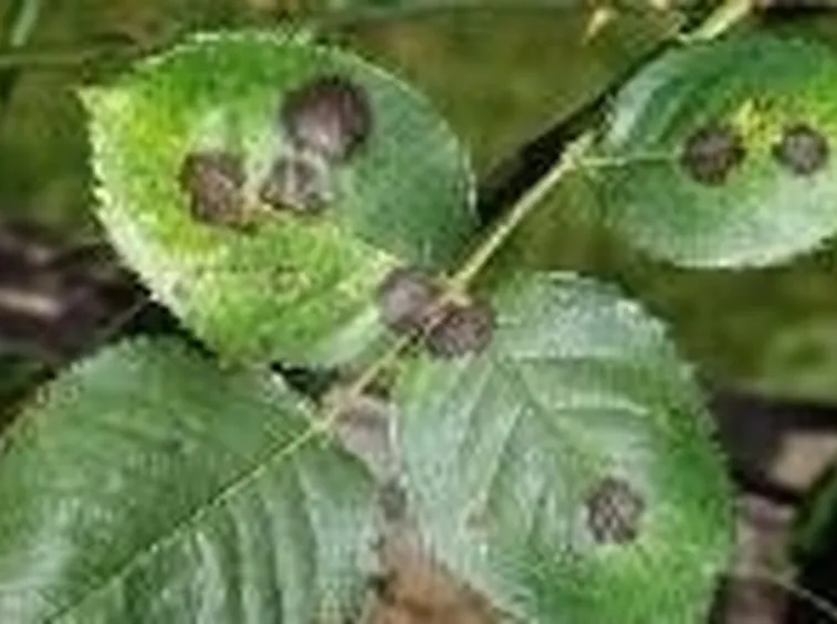 ticchiolatura su foglie di rosa