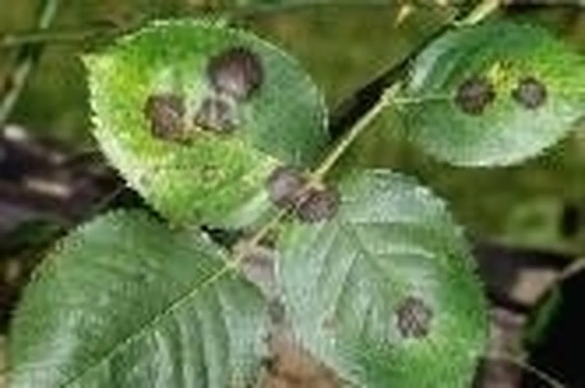 ticchiolatura su foglie di rosa