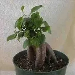 Ficus bonsai