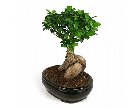 ficus bonsai