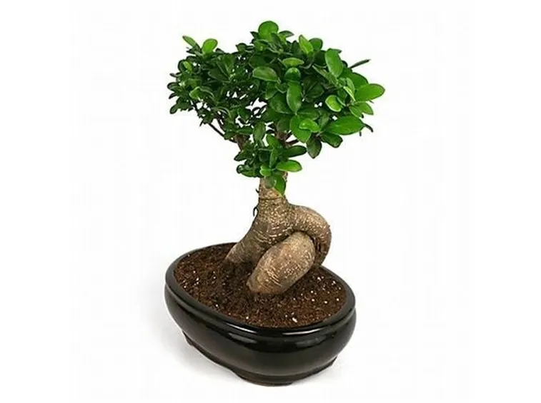 ficus bonsai
