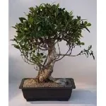 Ficus bonsai