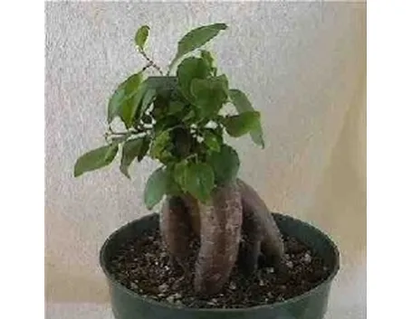 Bonsai ginseng