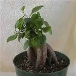 Bonsai ginseng