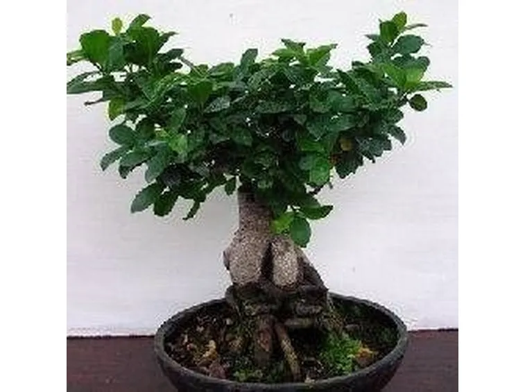 Ficus