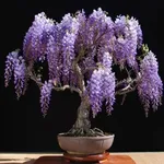 bonsai glicine