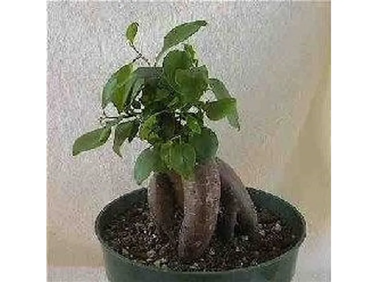 Ficus ginseng