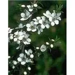 leptospermum