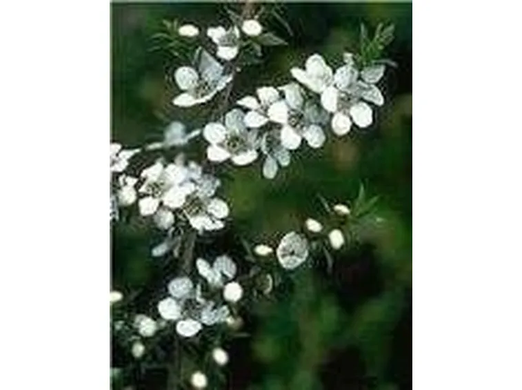 leptospermum
