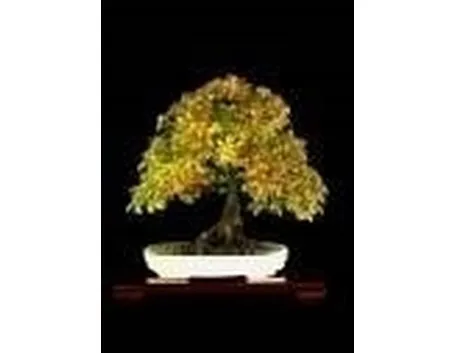 Bonsai di carpino