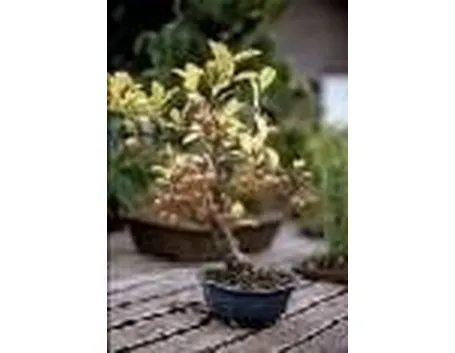 Melo bonsai
