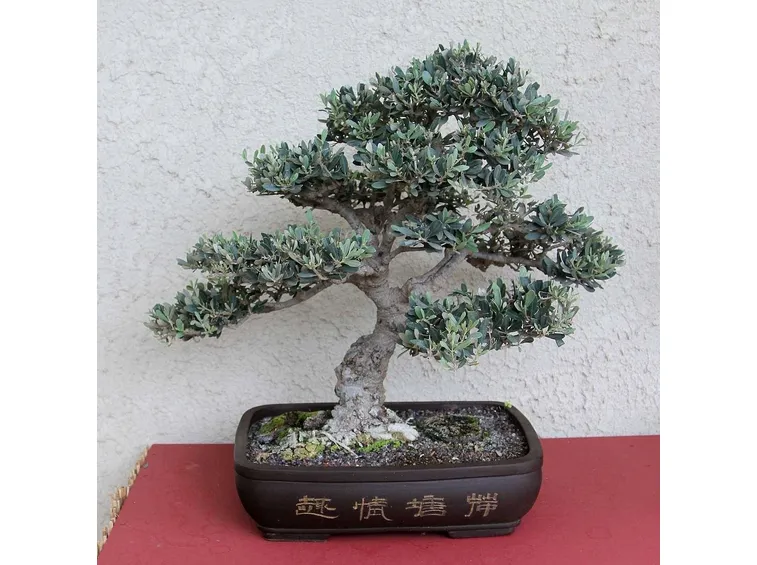 bonsai di ulivo