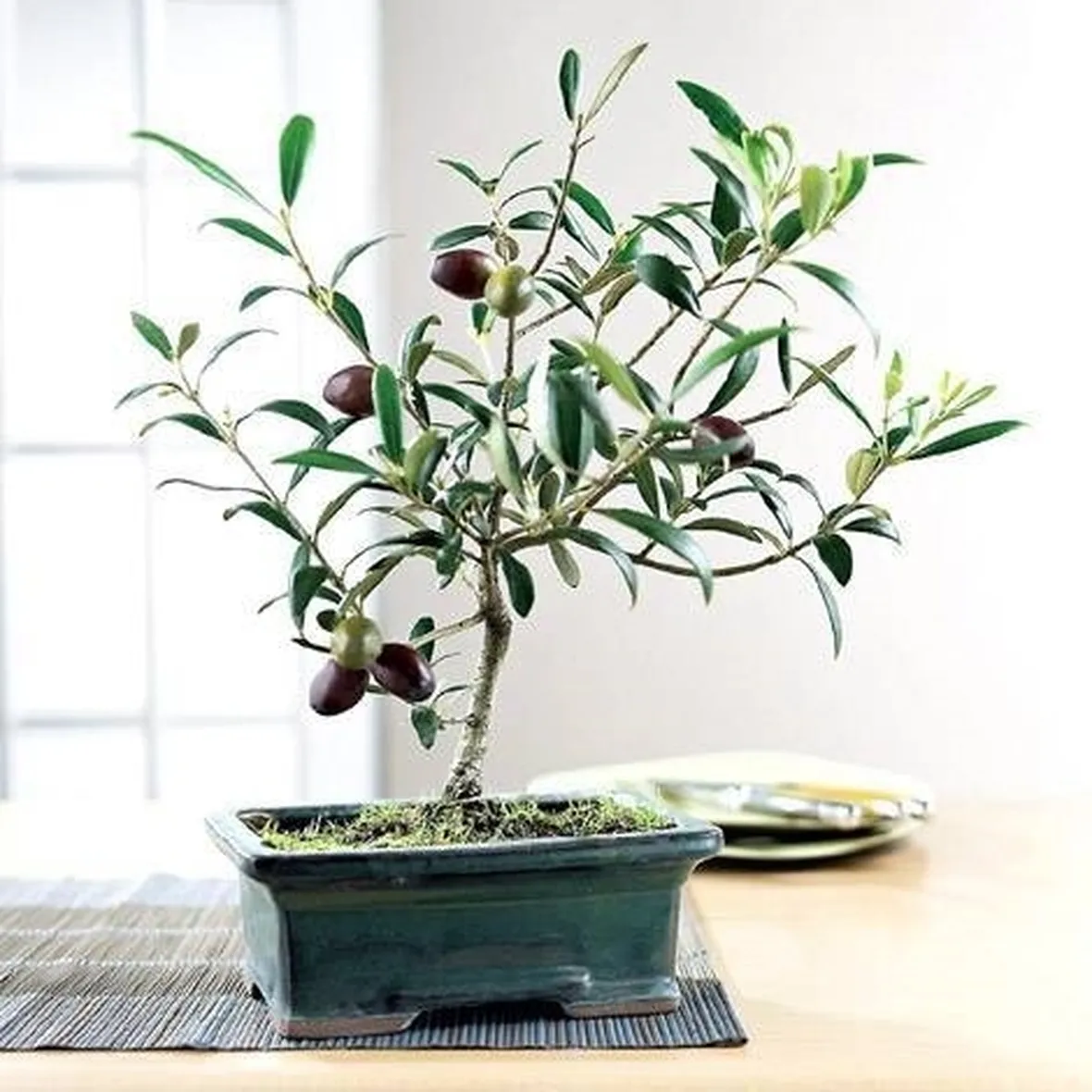 bonsai ulivo