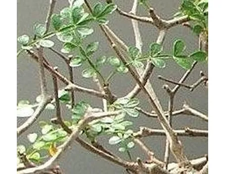 Sophora prostrata little baby