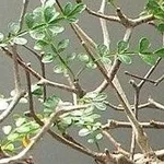 Sophora prostrata little baby