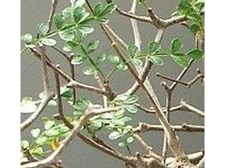 Sophora prostrata little baby