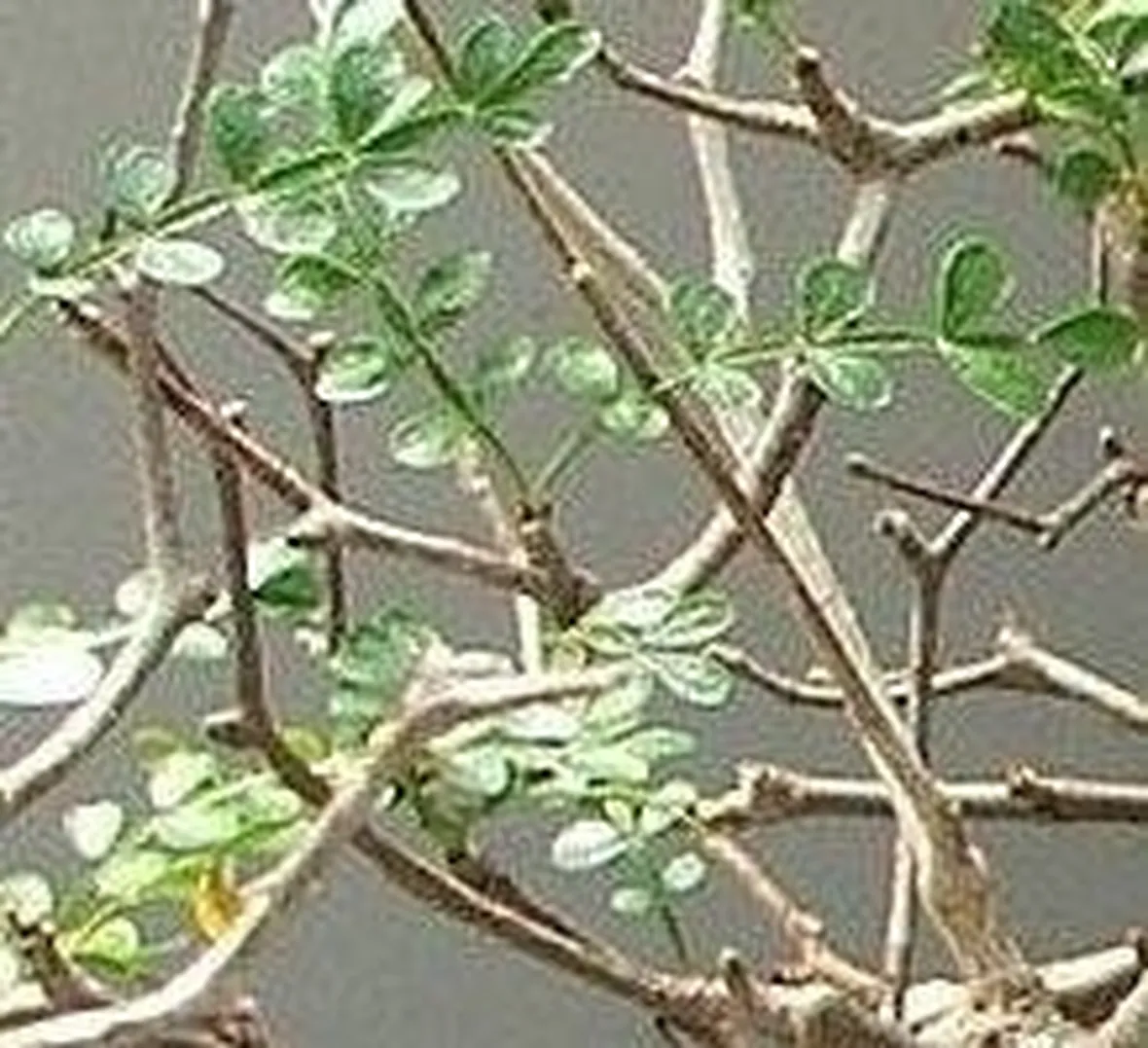 Sophora prostrata little baby