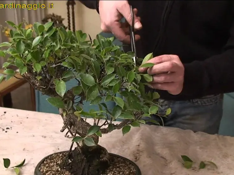 Ficus ginseng