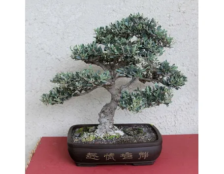 bonsai di ulvio