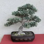 bonsai di ulvio