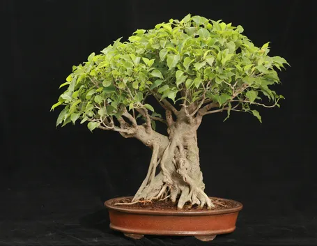 Ficus bonsai