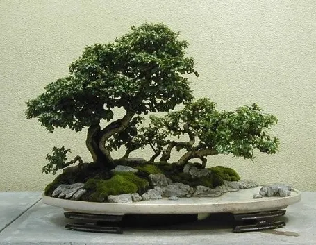 bonsai