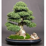 bonsai
