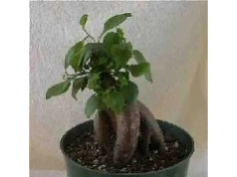 Ficus
