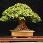 Acero