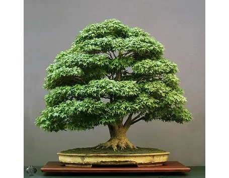bonsai