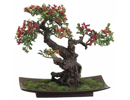Bonsai di pyracantha