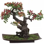 Bonsai di pyracantha