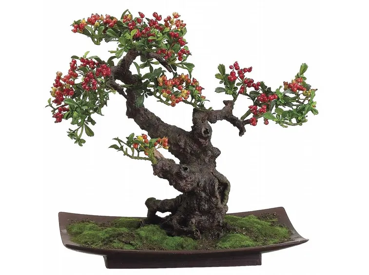 Bonsai di pyracantha