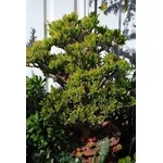 Crassula