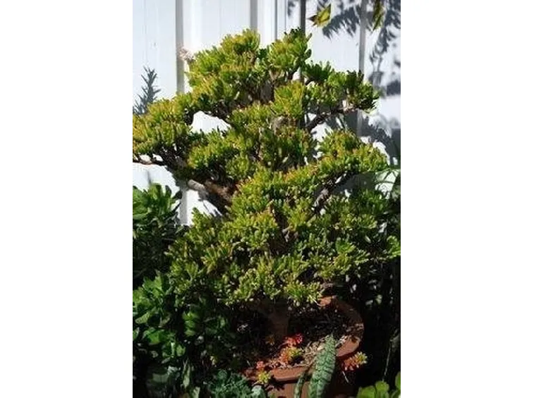 Crassula