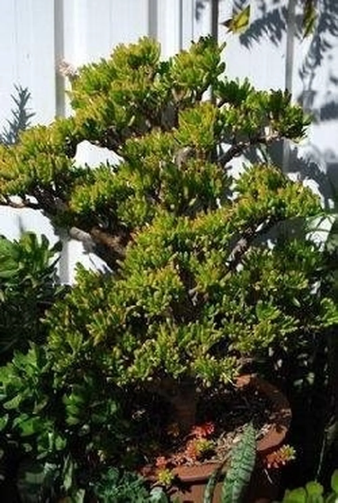 Crassula
